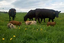 ɳ��ũҵ�����У�������������ţ�ֲ�