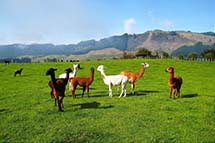 �Ĵ����ǻ����������ȫ������