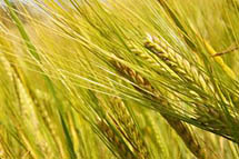 �����ʳ�����������ֵ ���������ı����޲ֿ���