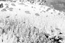 �����ա��ĵ����ݲ���������ȣ�ȫ��ؽ������