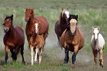 ������Ϊ���������⴦����ǧҰ�� ��������ʿ����